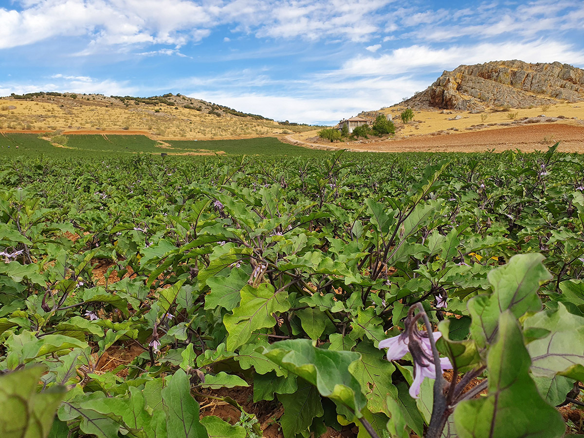 IGP Berenjena de Almagro